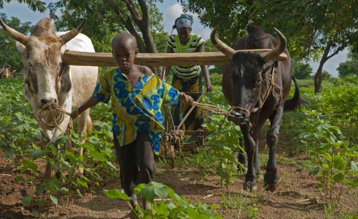 African farmers are younger than you think. Here is why